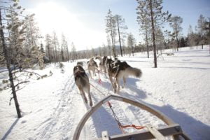 Husky sleigh ride