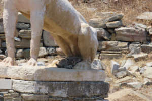 Greek Cat on Delos Island Near Mykonos